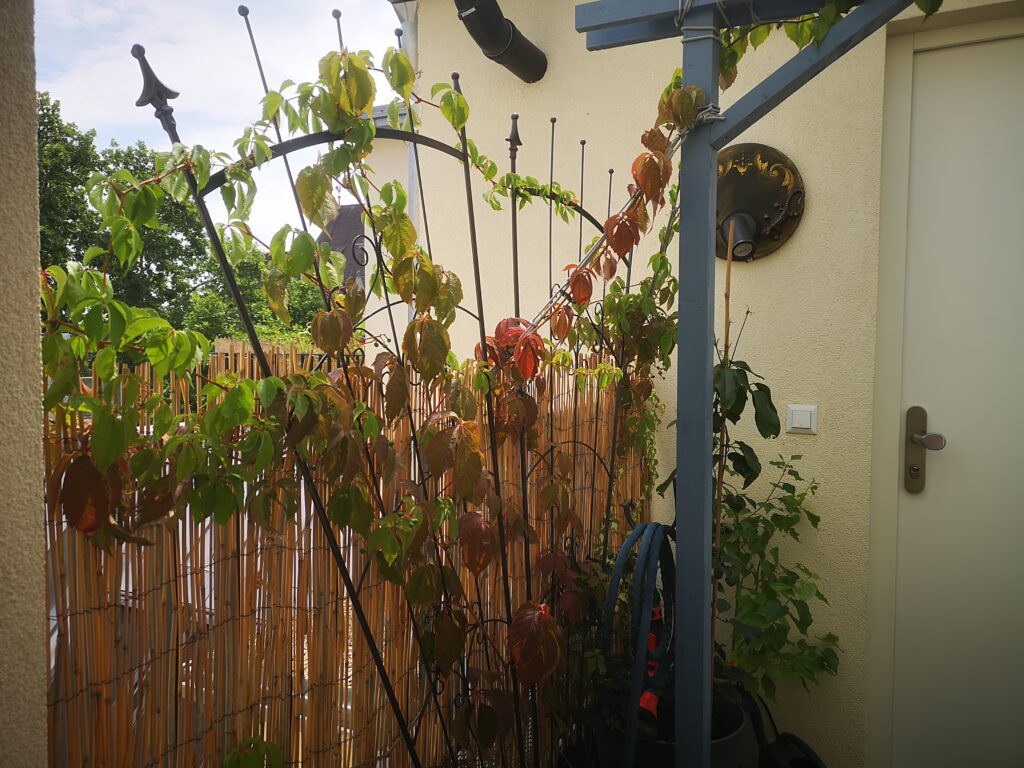 Begrünter Wohnungseingang